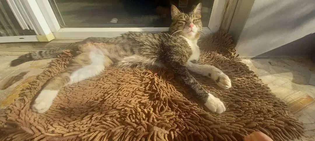 واگذاری گربه با یک پای قطع شده|گربه|تهران, بلوار کشاورز|دیوار