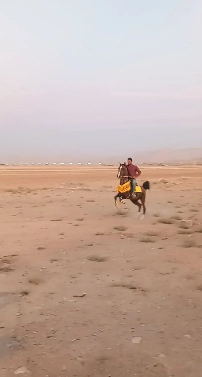 اسب کرد|اسب و تجهیزات اسب‌سواری|شهرکرد, |دیوار