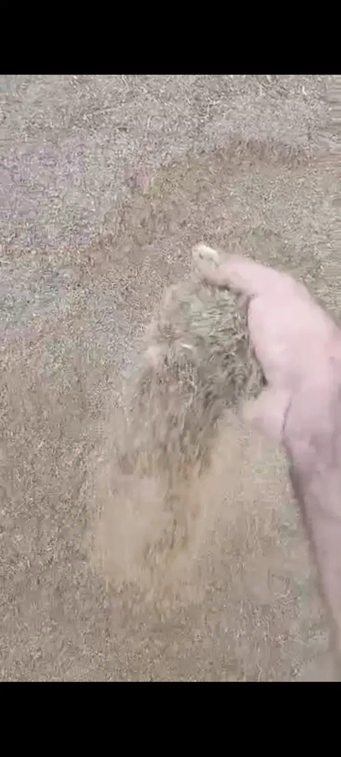 تفاله کشمش|لوازم جانبی حیوانات|ارومیه, |دیوار