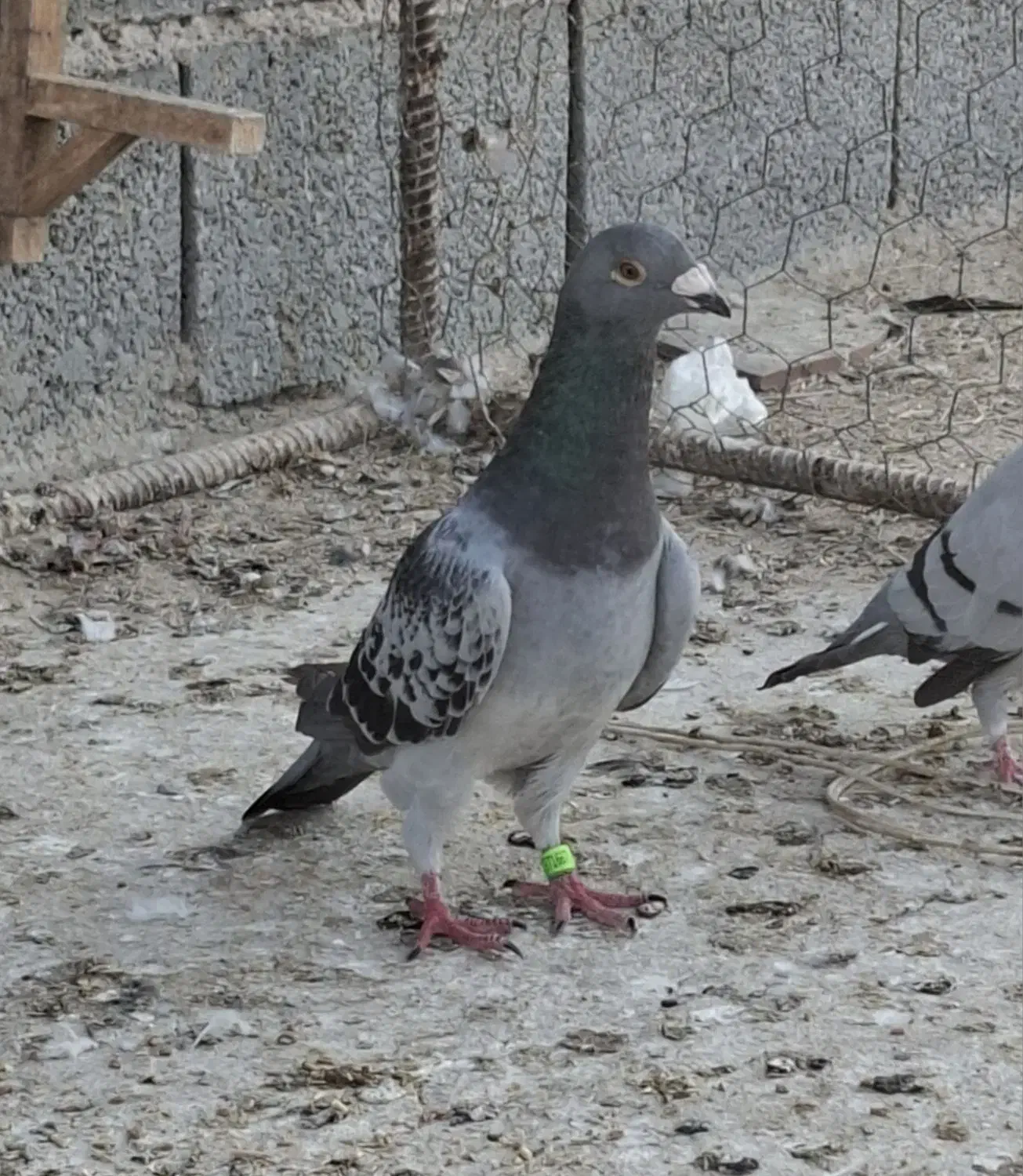 پلاکی نر|پرنده|بوشهر, |دیوار