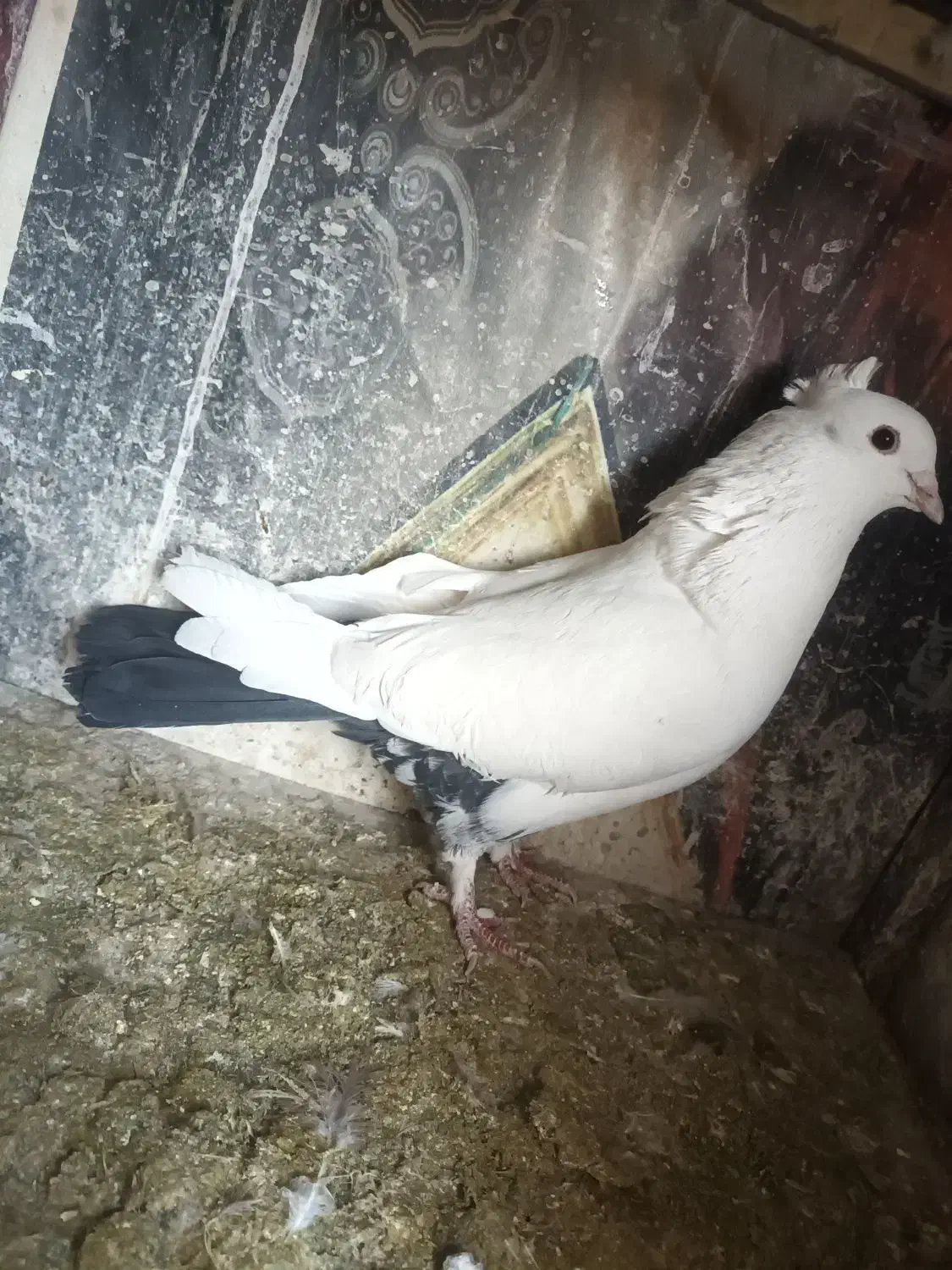 نر دم سیاه کت برف|پرنده|نجف‌آباد, جلال آباد|دیوار