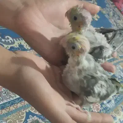 جوجه عروس هلندی|پرنده|کوثر, |دیوار