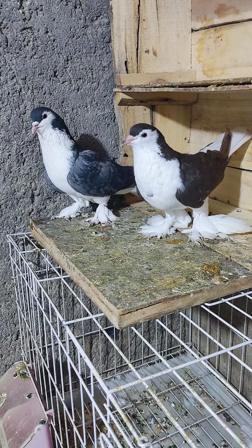 خوشرنگ|پرنده|بندر دیر, |دیوار