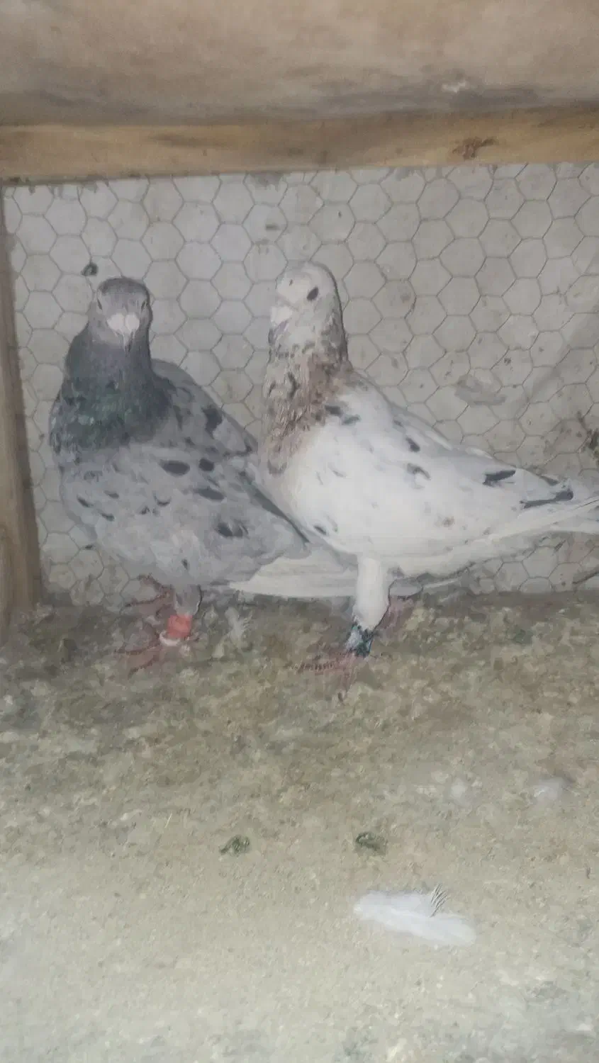 کبوتر سرور خووب|پرنده|شیراز, سیاه سنگ|دیوار