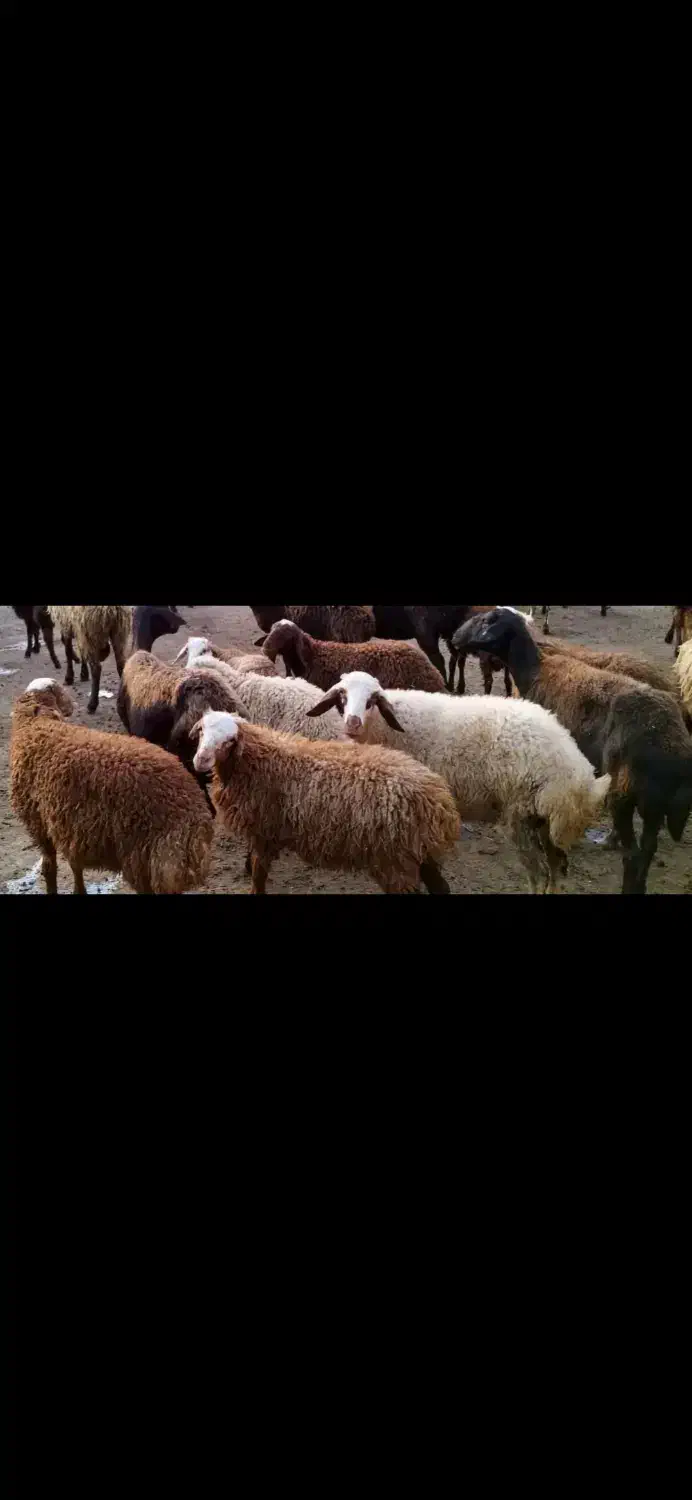 میش و بره|حیوانات مزرعه|دلیجان, |دیوار