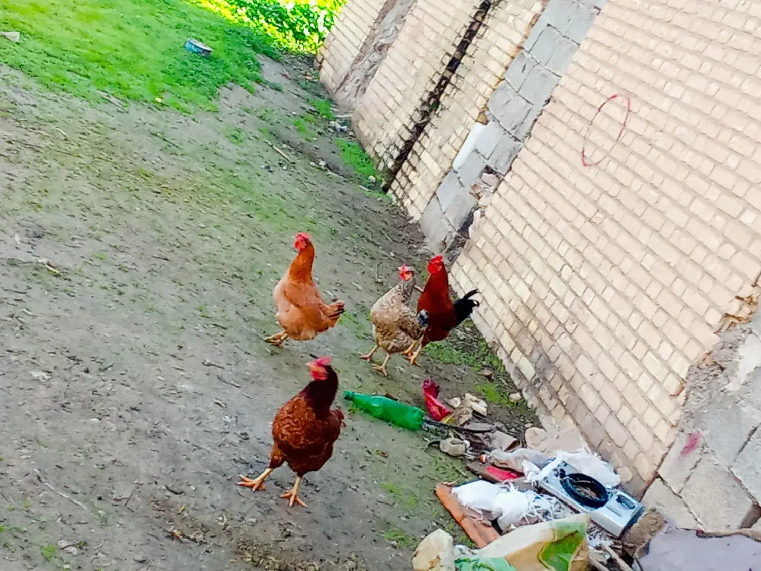 مرغ خروس محلی|حیوانات مزرعه|مسجد سلیمان, |دیوار