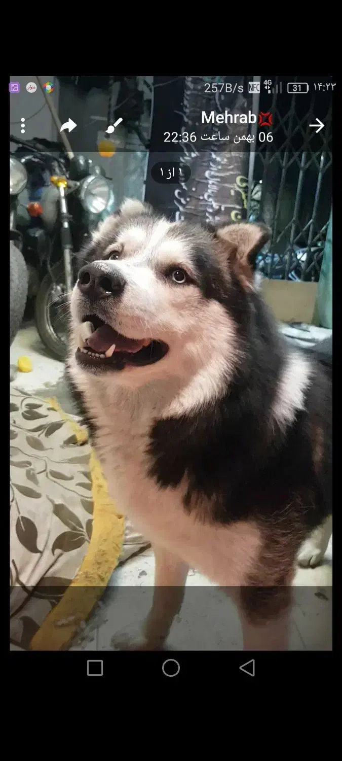 ۵۰میلیون مژدگانی|حیوانات|مشهد, فرهنگیان (شهرک غرب)|دیوار