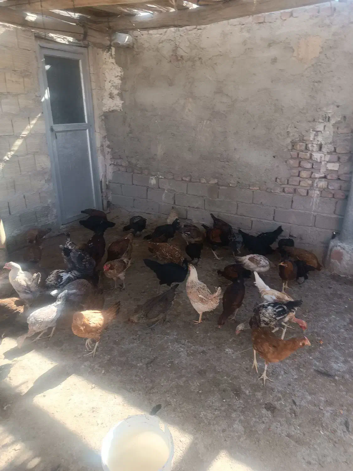 مرغ خروس جوجه|حیوانات مزرعه|زاهدان, |دیوار