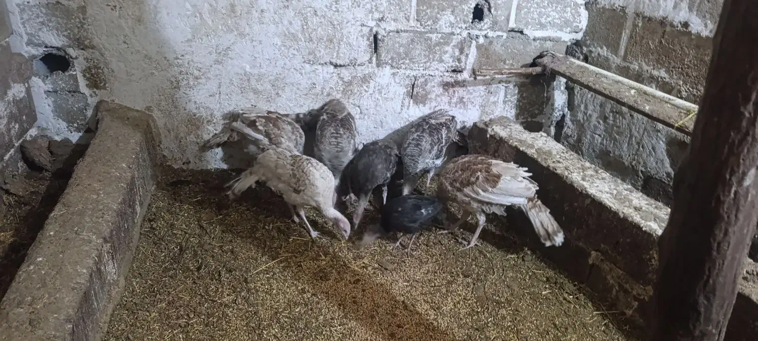 نیمچه بوقلمون برای نگهداری|حیوانات مزرعه|اردبیل, |دیوار