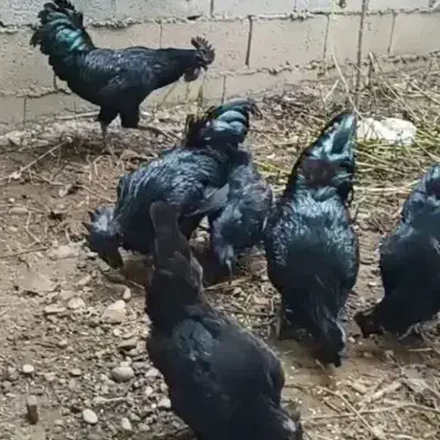 تخم مرغ ایام سمانی|حیوانات مزرعه|کرمان, |دیوار