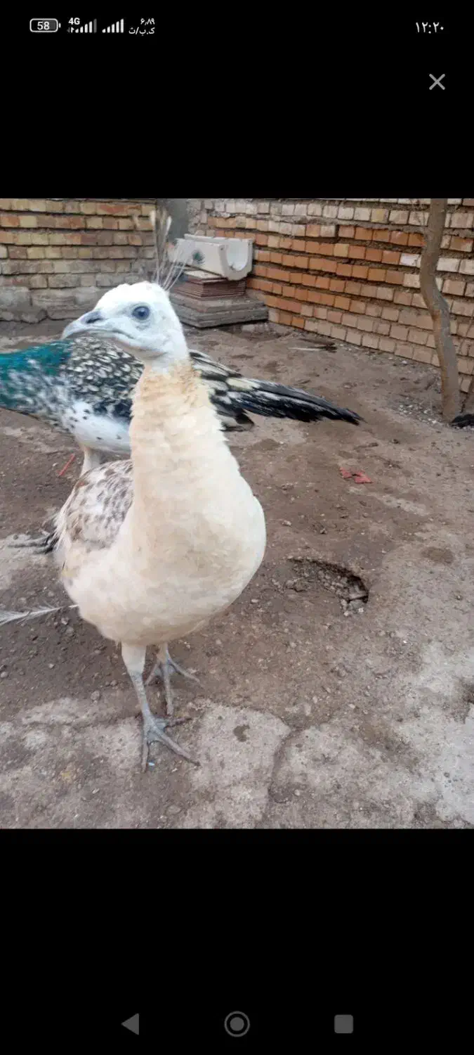 تعدادی طاووس. نر وماده جوانه مصری وهندی|پرنده|گنبد کاووس, |دیوار