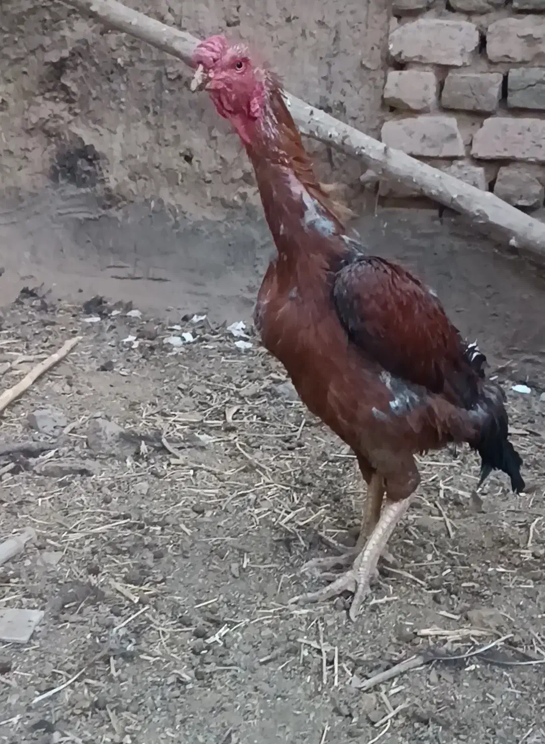 مرغ خروس لاری|حیوانات مزرعه|سنگان, |دیوار