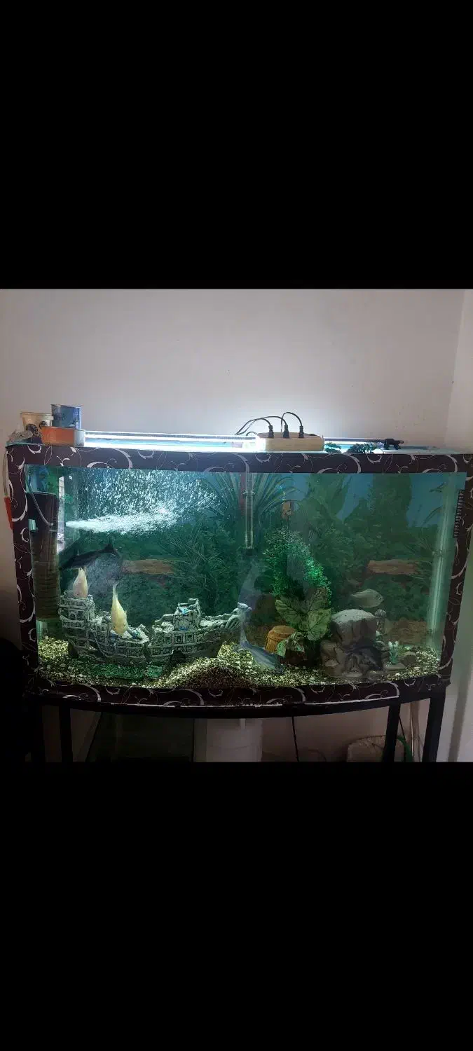 فروش آکواریوم شیشه خم ۱.۲۰ با پایه|ماهی|فولادشهر, B6|دیوار