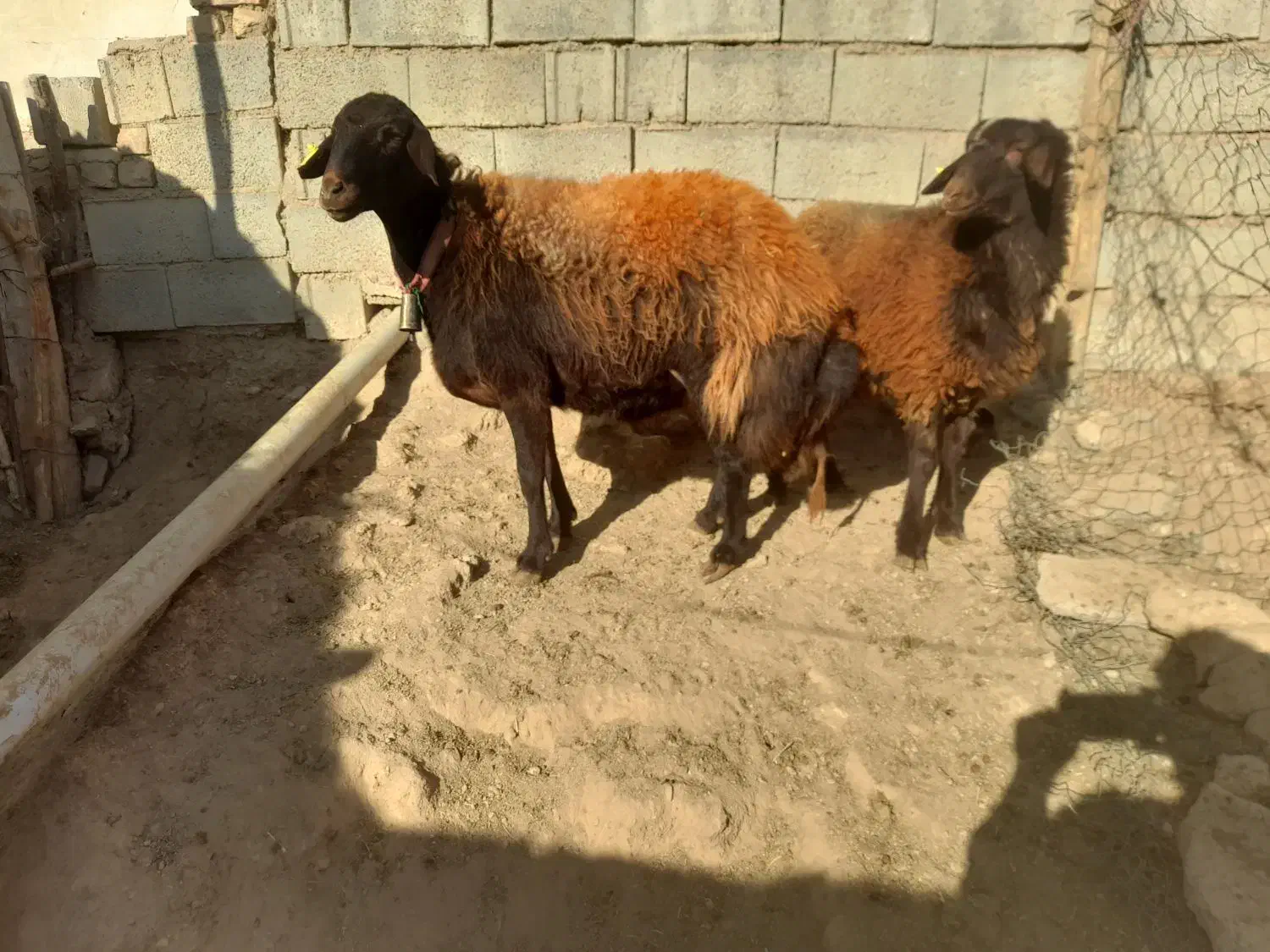 میش شیشک افشاری|حیوانات مزرعه|بن, |دیوار