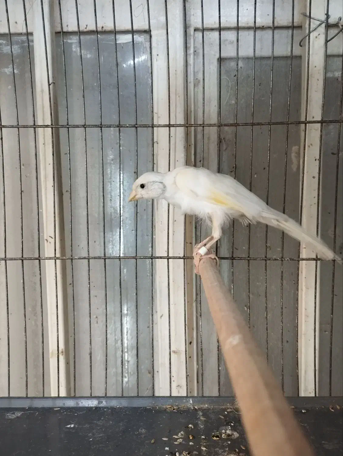 قناری|پرنده|شیراز, تندگویان|دیوار