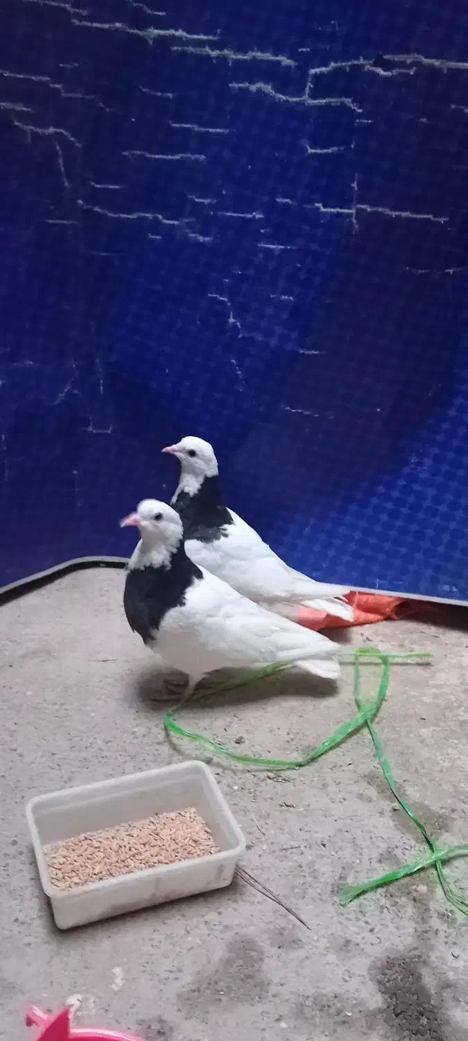 کفتر|پرنده|جلگه ماژان, |دیوار