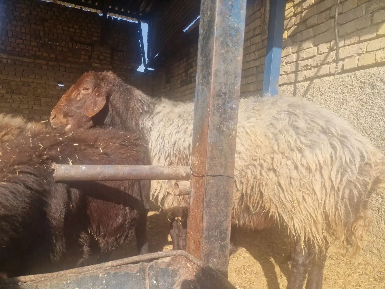 قوچ پشندی با قیمت مناسب|حیوانات مزرعه|بشاریات, |دیوار