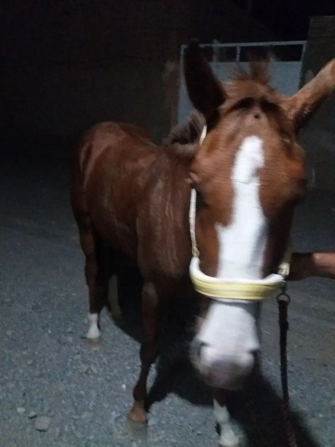 اسب ترکمن|اسب و تجهیزات اسب‌سواری|سبزوار, شرق کال میانی|دیوار