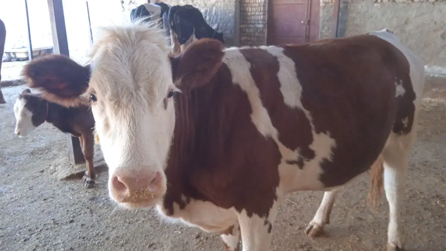 یک راس تلیسه سیمینتال|حیوانات مزرعه|کوهدشت, |دیوار