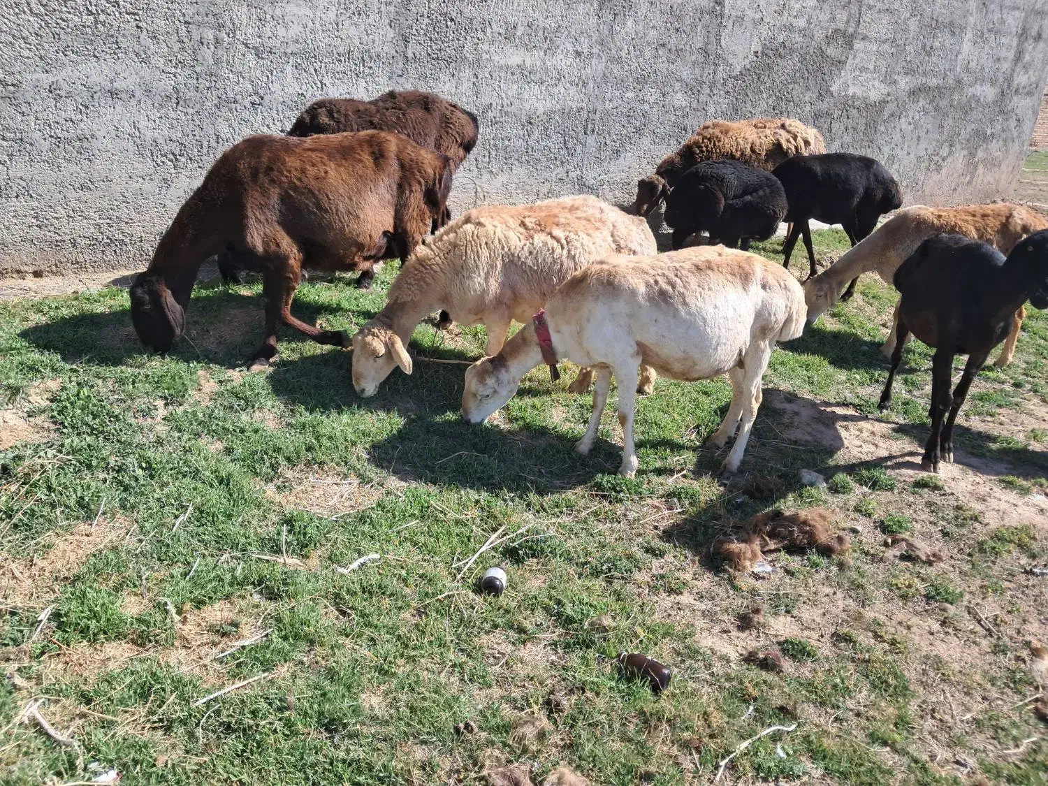 میش چینی|حیوانات مزرعه|مرودشت, تخت جمشید|دیوار