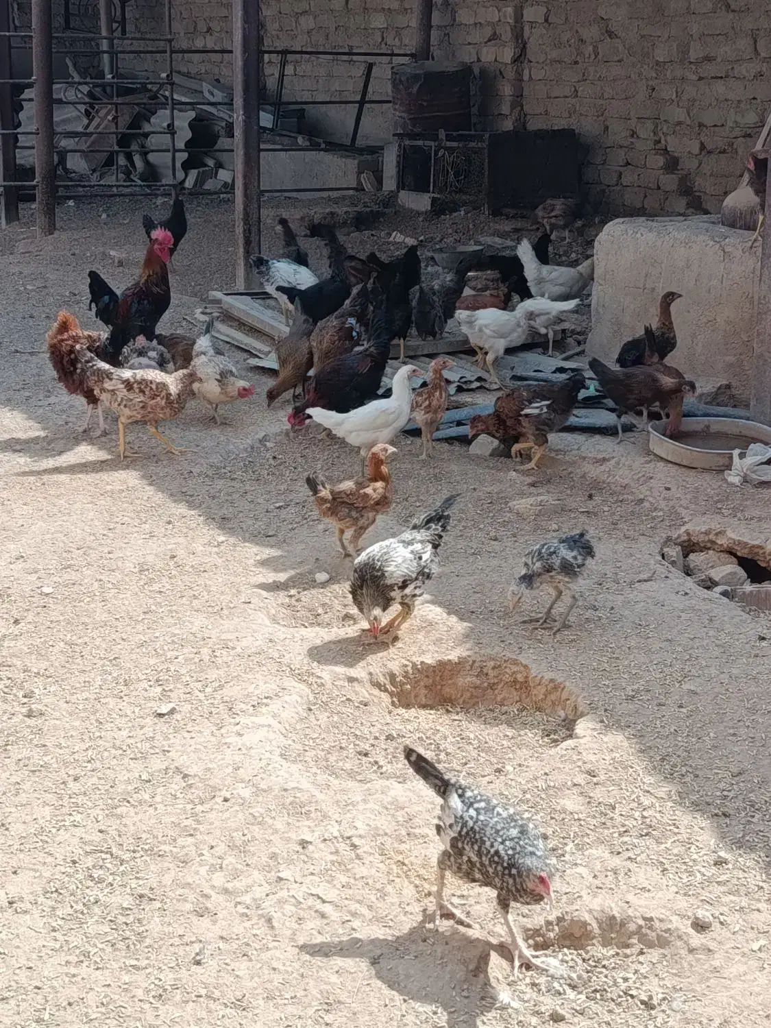 مرغ و خروس|حیوانات مزرعه|شیراز, کرونی(خاتونک)|دیوار