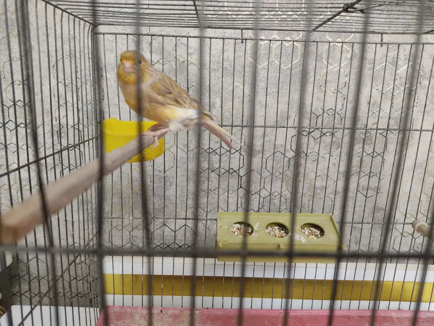 قناری ماده|پرنده|تبریز, |دیوار