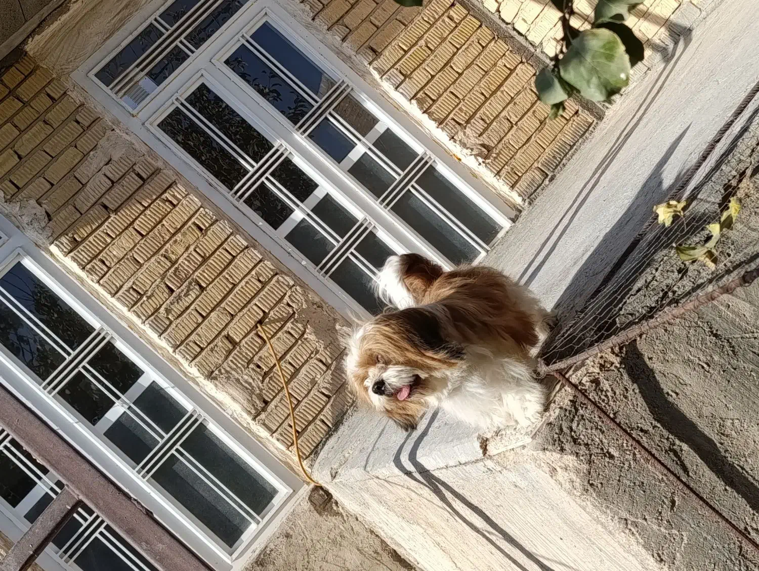 واگذاری سگ شیتزو|سگ|مرودشت, استادیوم‎|دیوار