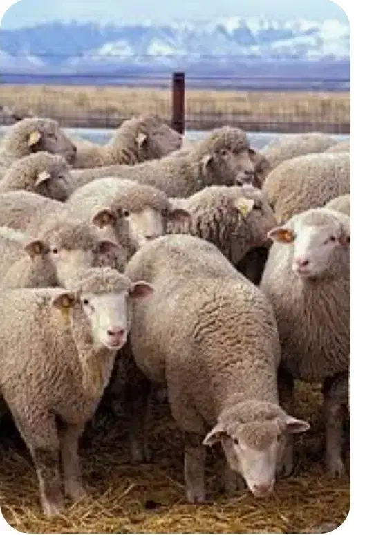 یک باب دامداری|اجارهٔ دفتر صنعتی، کشاورزی، تجاری|فلاورجان, |دیوار