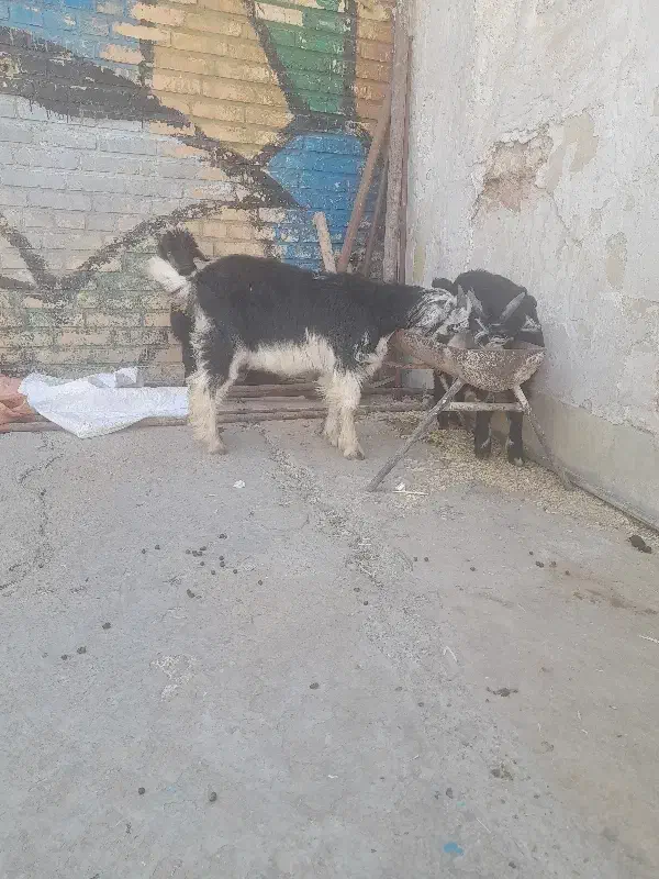 سه تا بیگ|حیوانات مزرعه|مسجد سلیمان, |دیوار