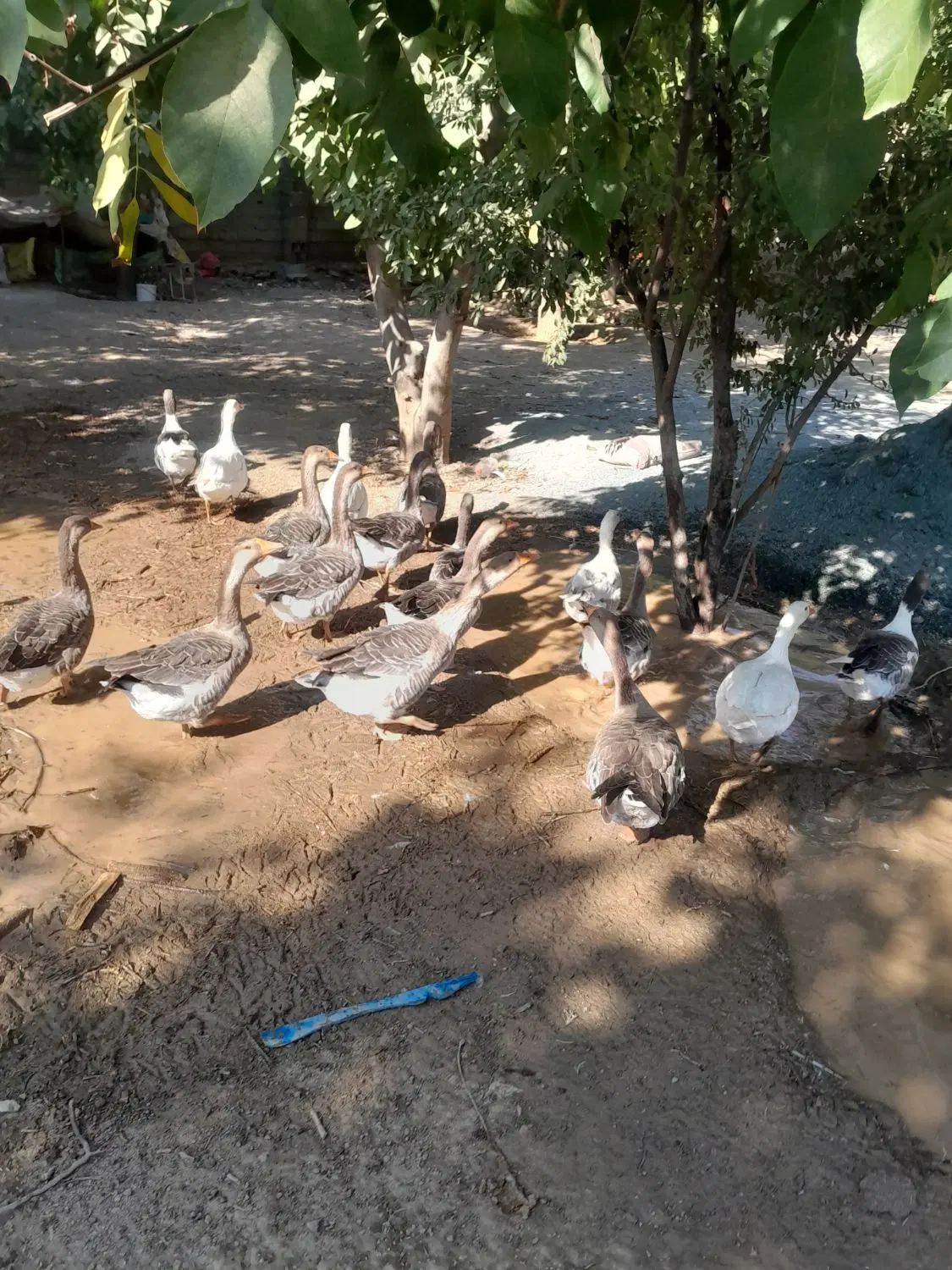 غاز|حیوانات مزرعه|کرمانشاه, |دیوار