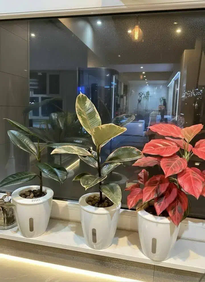 گل و گیاه|گل و گیاه طبیعی|سیرجان, |دیوار