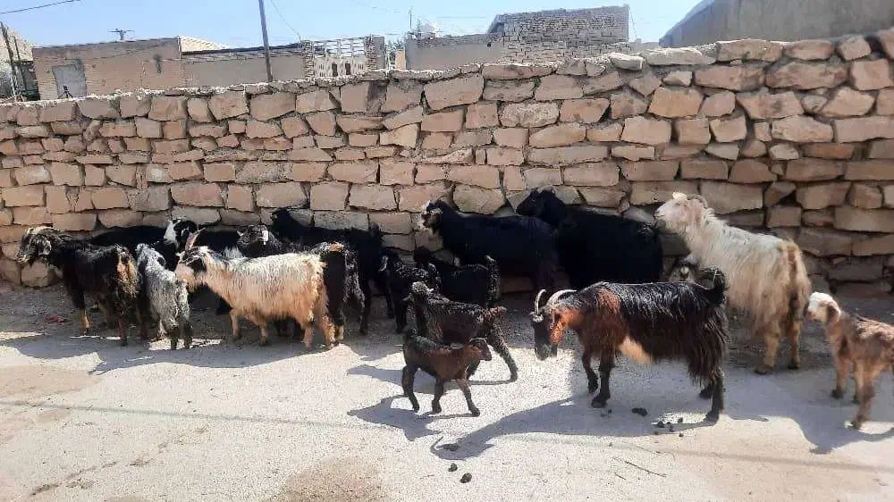 بز زاییده|حیوانات مزرعه|بهبهان, |دیوار