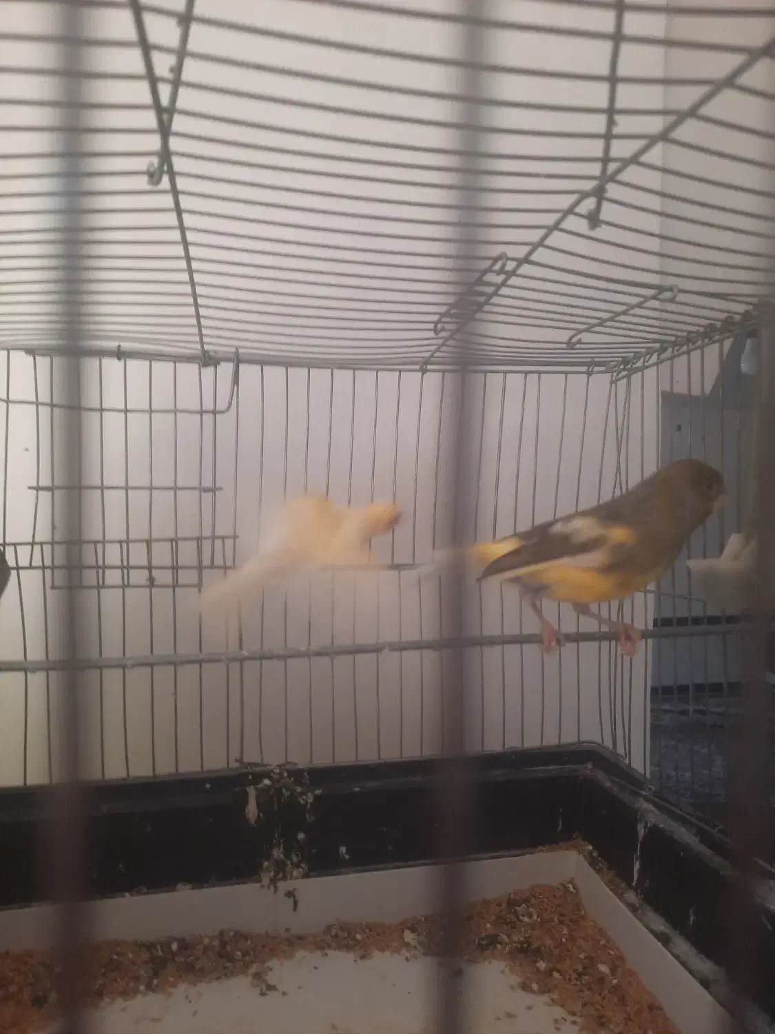 جفت قناری تخم گذار|پرنده|سردشت, |دیوار