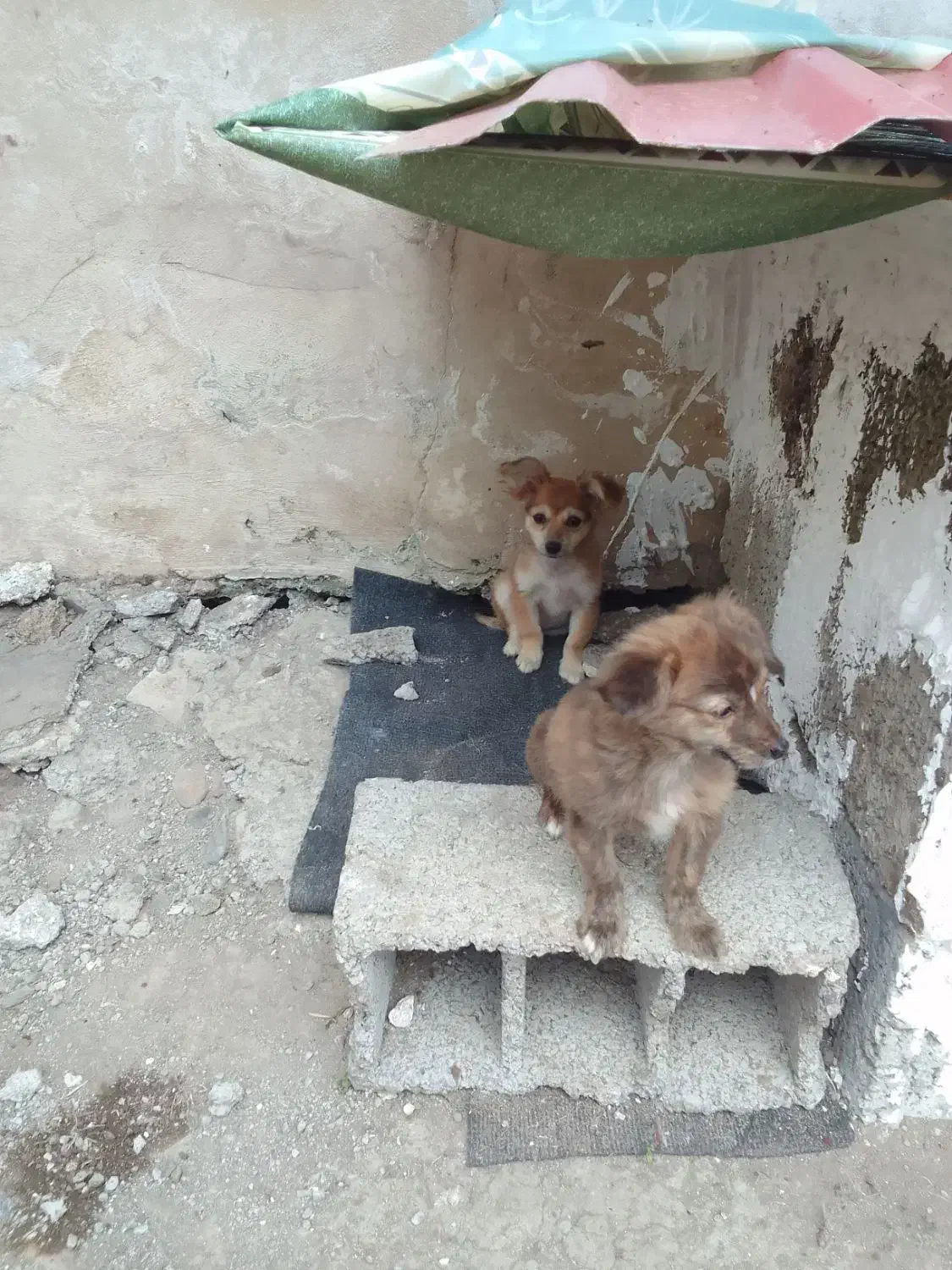 واگذاری دوعدد سگ اشپیتز باهوش|سگ|کومله, |دیوار