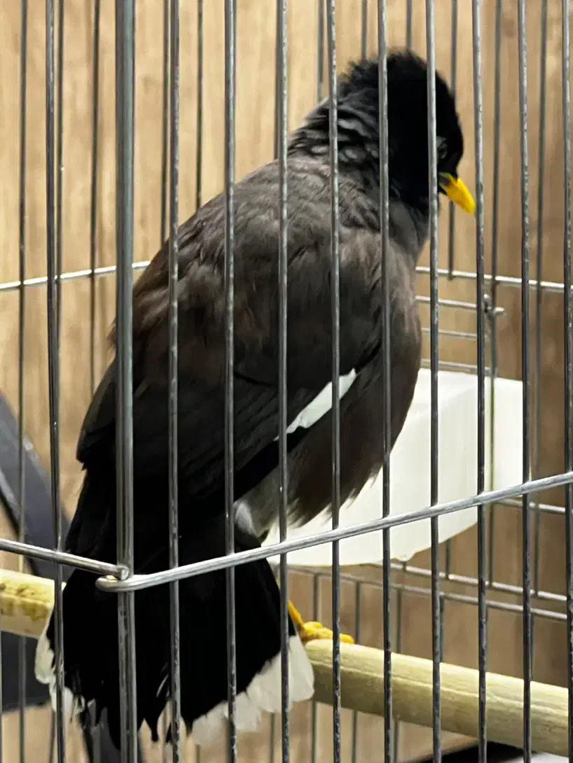 مینا سخنگو|پرنده|تهران, صادقیه|دیوار