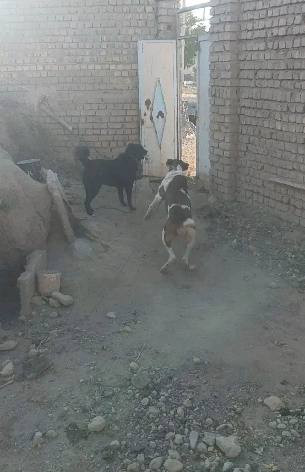 سگ گله و نگهبان|سگ|خمین, |دیوار