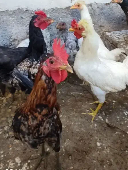 مرغ محلی و بوقلمون و غاز|حیوانات مزرعه|شیراز, شهرک مدرس|دیوار