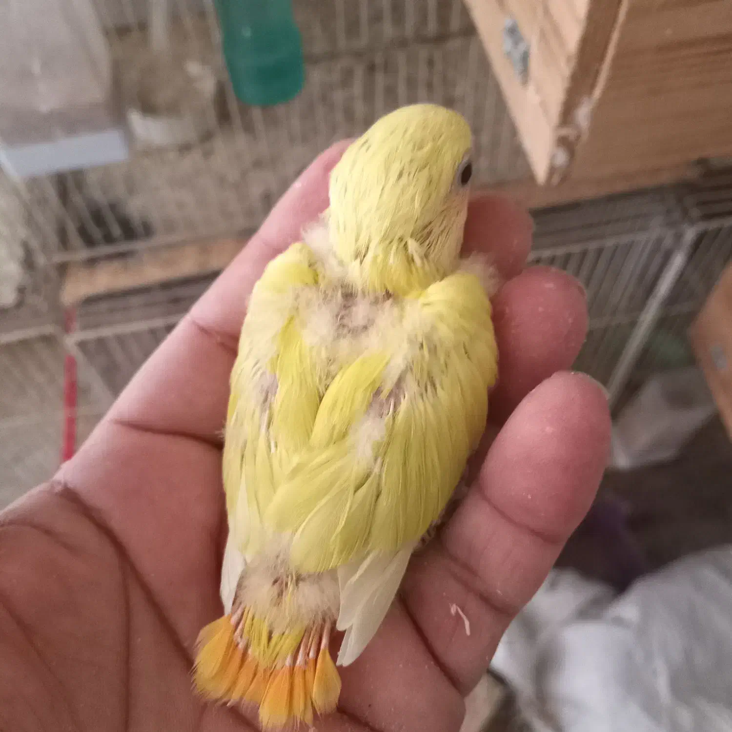 انواع عروس سرلاکی‌‌ و کوتوله سرلاکی‌ موجوده|پرنده|تربت جام, امام|دیوار