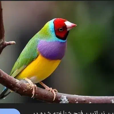 فنچ سینم|پرنده|آبدانان, |دیوار