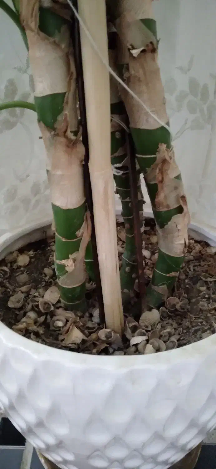 گل دیفن باخیا|گل و گیاه طبیعی|ایوان, |دیوار