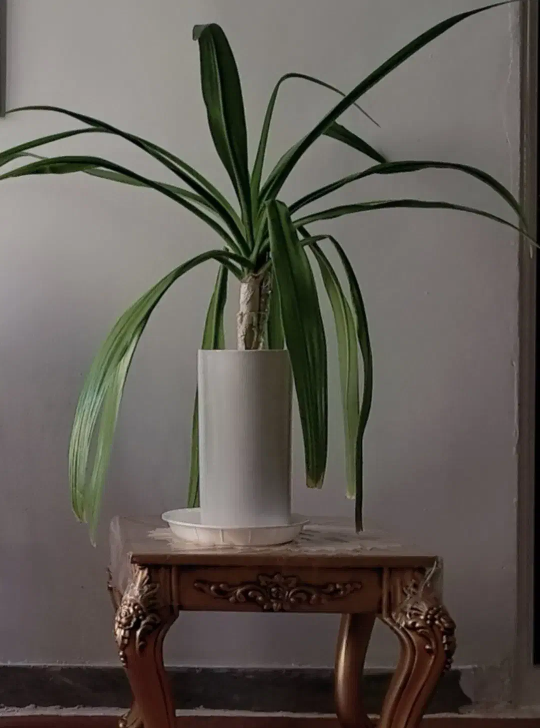 گلیم فرش و گلدان عنکبوتی|گلیم، جاجیم، گبه|کوهدشت, |دیوار