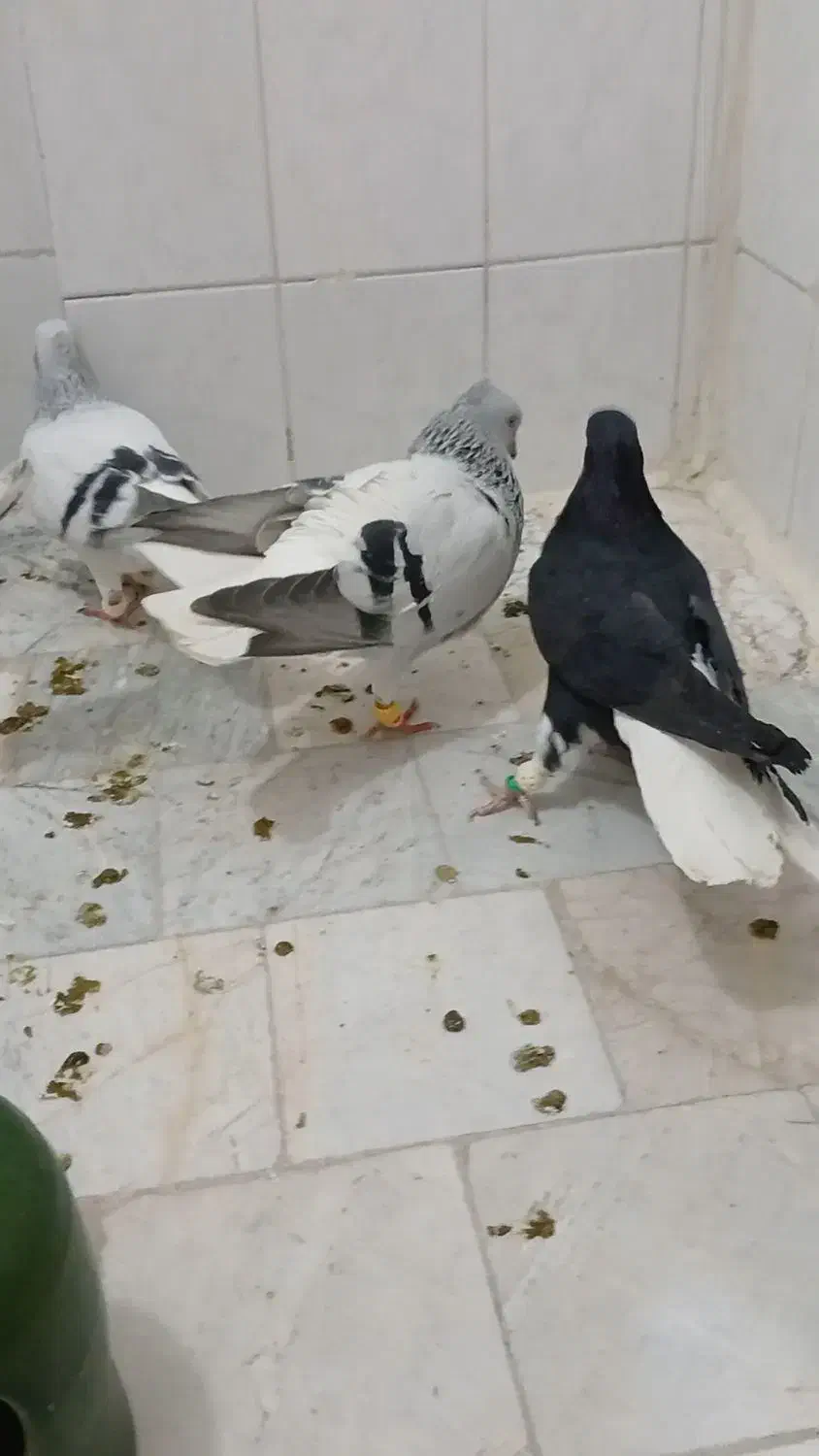 کبوتر|پرنده|محمدیه-قزوین, |دیوار