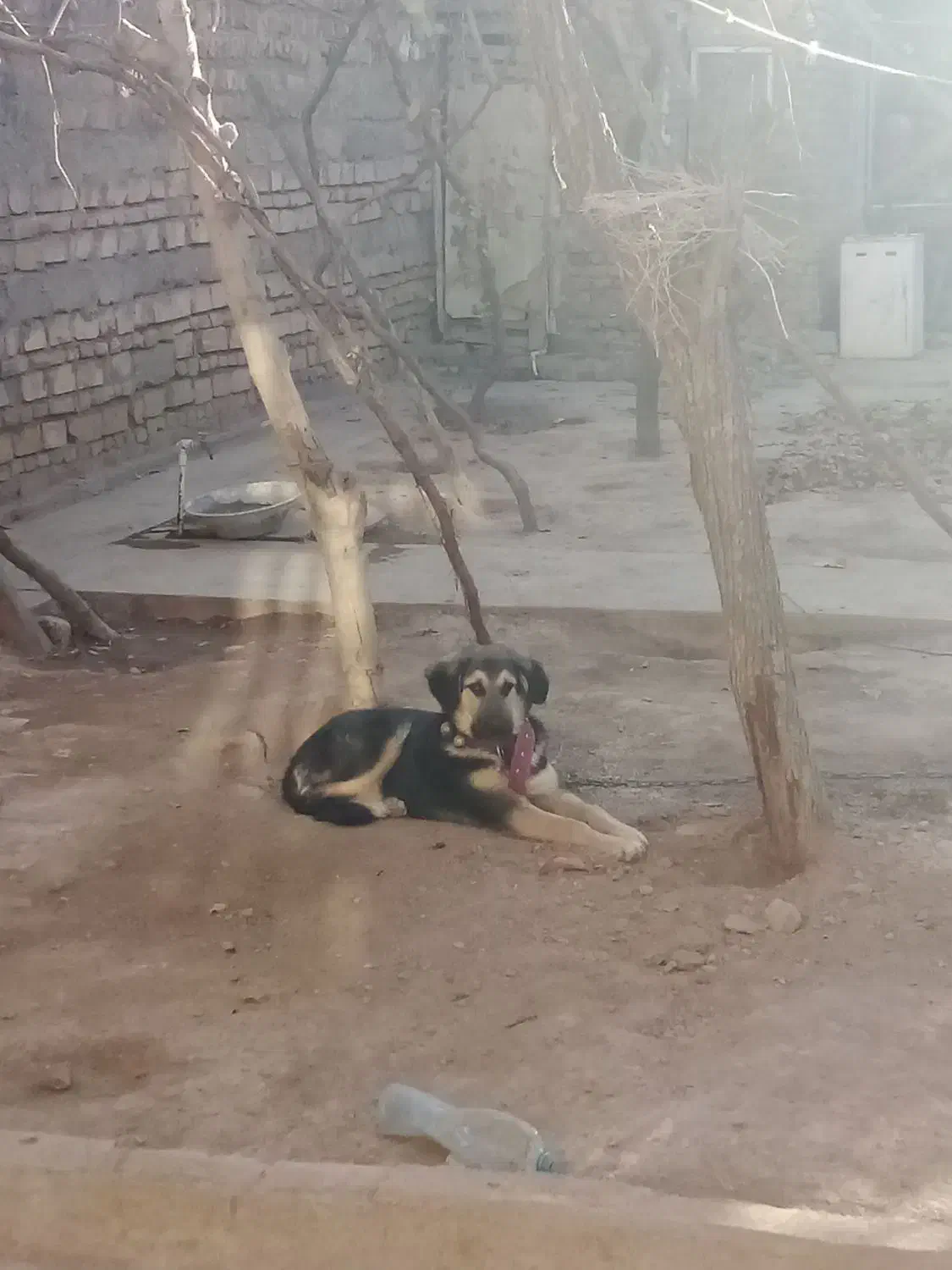 توله دورگ پژدر سرابی|سگ|قوچان, |دیوار