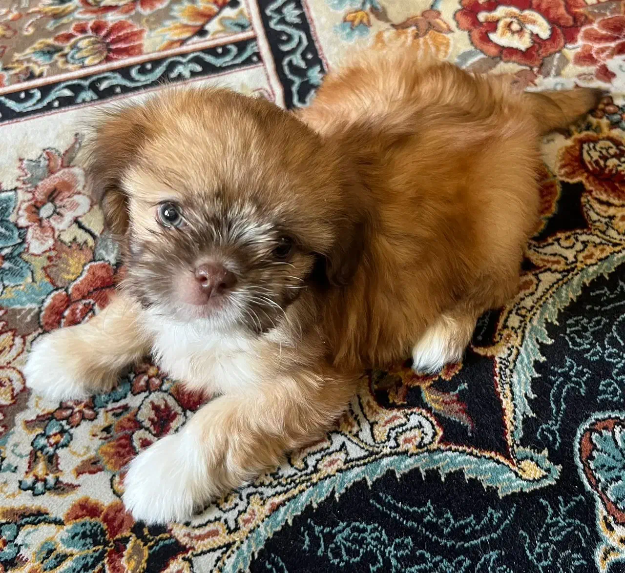 سگ آپارتمان خانگی|سگ|تهران, جوادیه تهرانپارس|دیوار