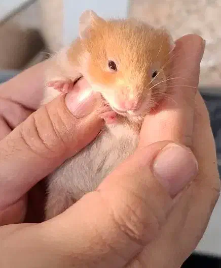 همسترهای بامزه خانگی|موش و خرگوش|کرج, کیانمهر|دیوار