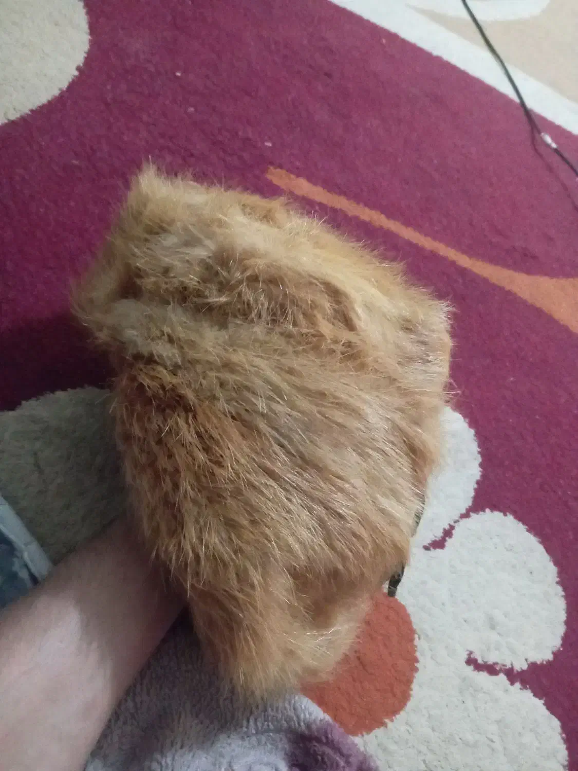 کلاه پشمی پوست شیر|لباس|برازجان, |دیوار