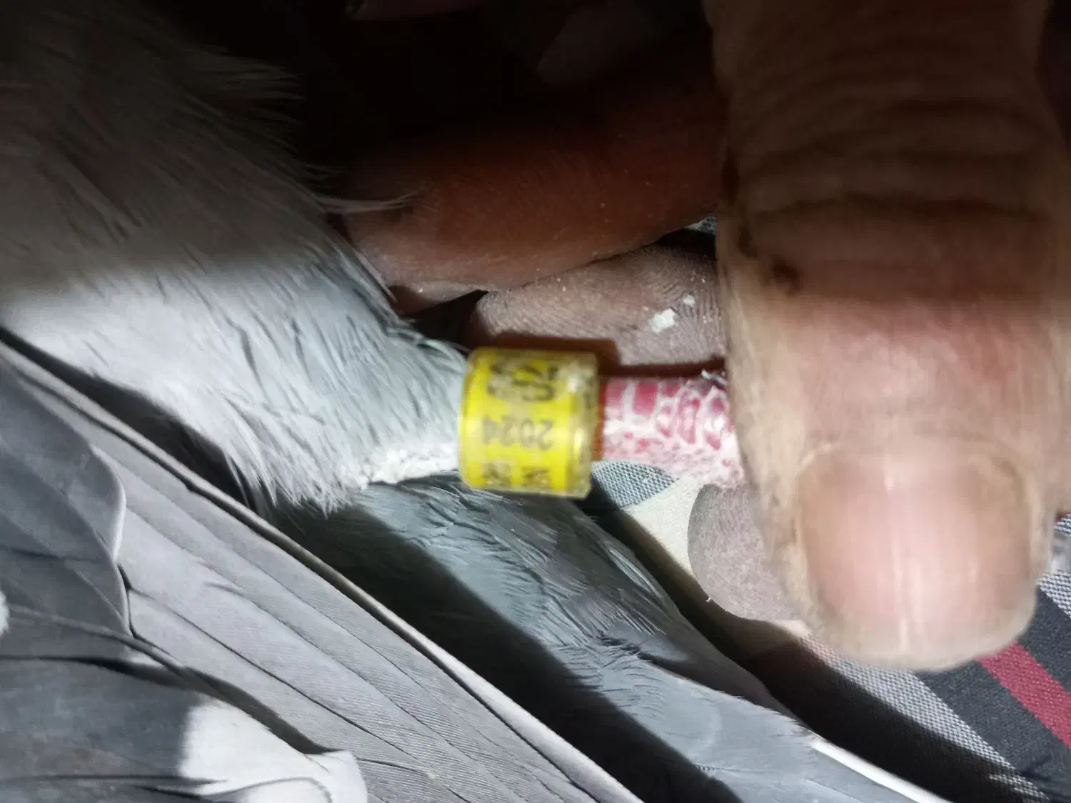 کبوتر پلاکی|پرنده|شیروان (خراسان), |دیوار