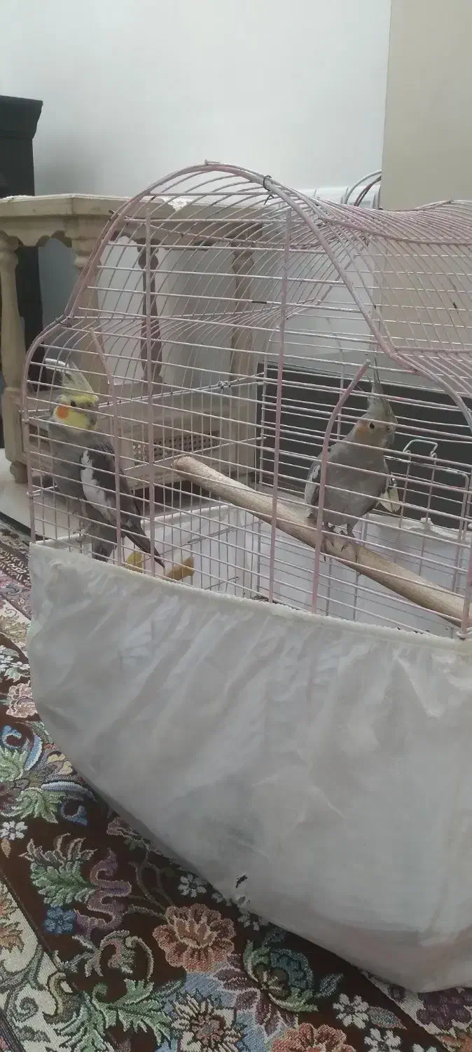 عروس هلندی بالغ|پرنده|اطاقور, |دیوار