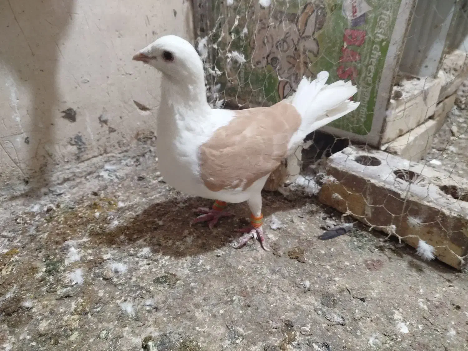 کفتر|پرنده|تربت‌حیدریه, شهرک ولیعصر|دیوار