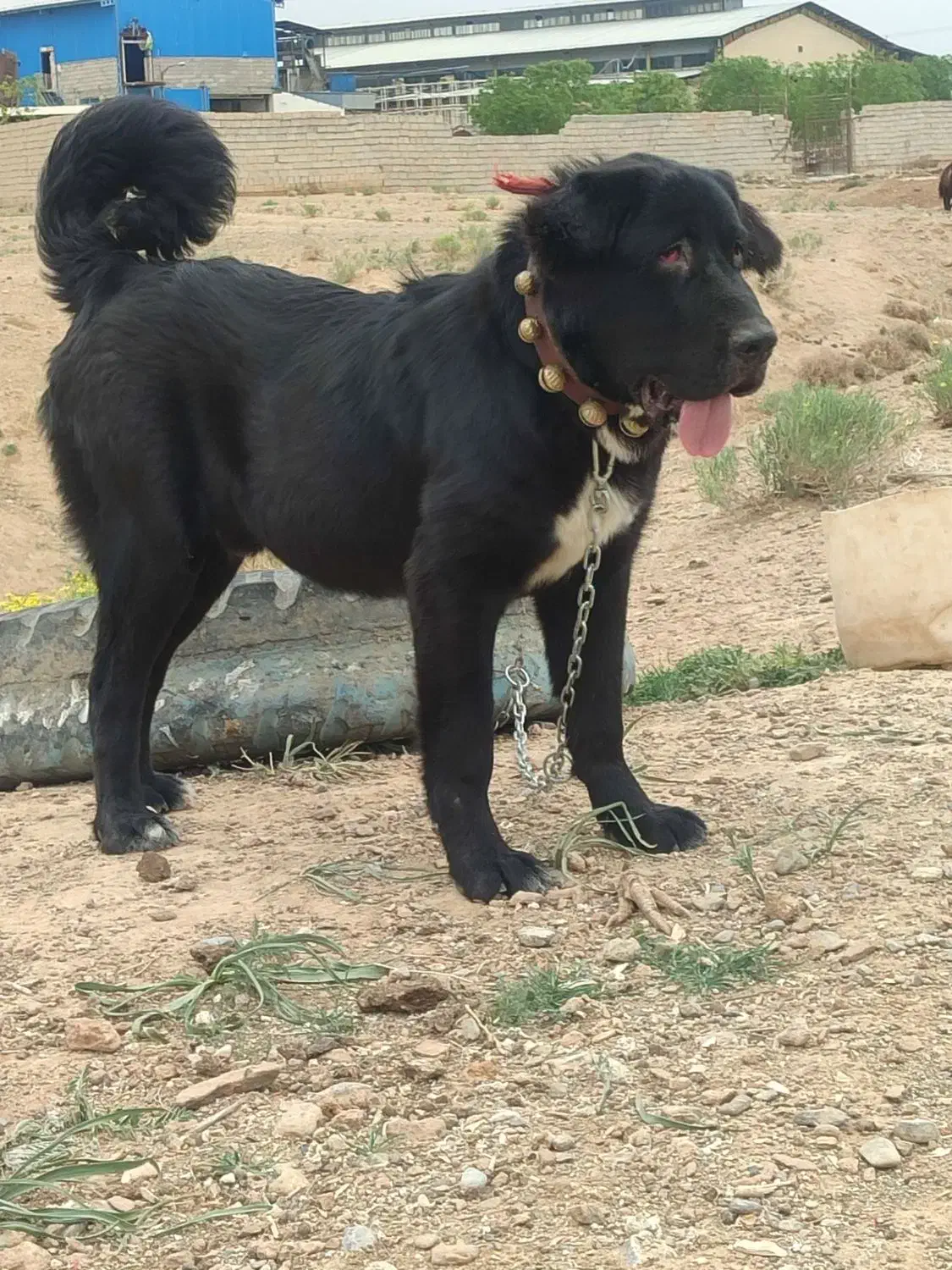 نریک ساله بسیاردرشت|سگ|دهق, |دیوار